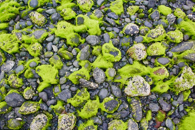 rockes on beach with neon kelp.jpeg