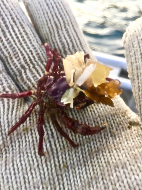 kelp crab in hand.jpeg