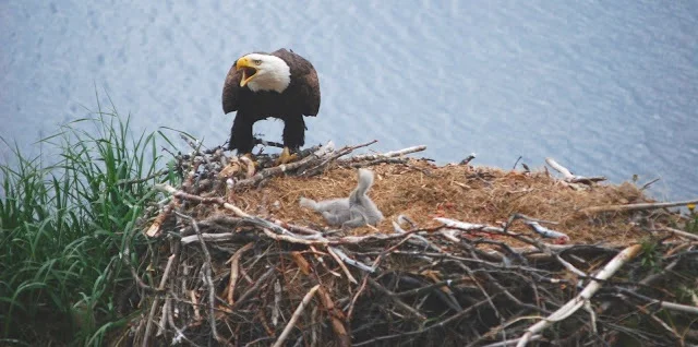 eaglets+with+mom+squaking+over+them.jpg