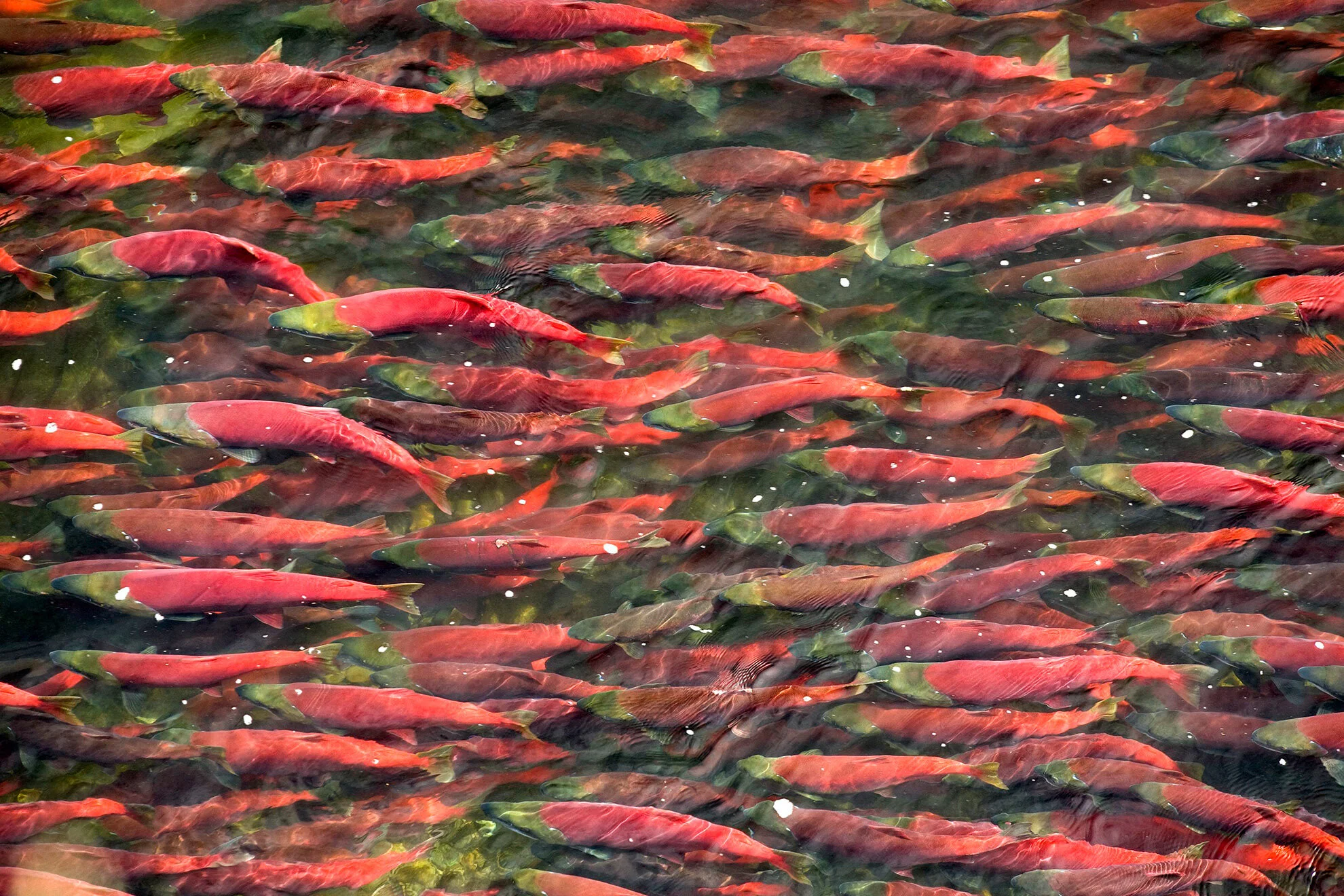 bristolbay_salmon_ben_knight-1980.jpg