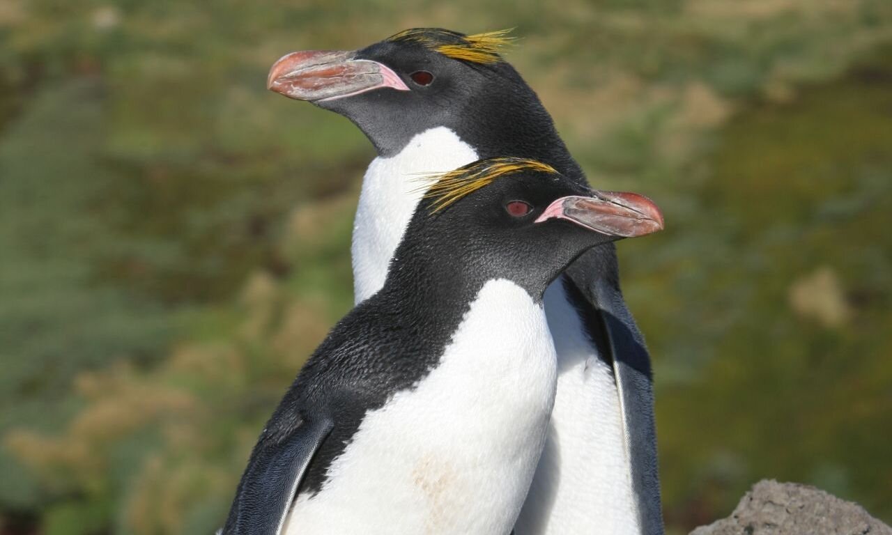 macaroni penguin couple.jpg