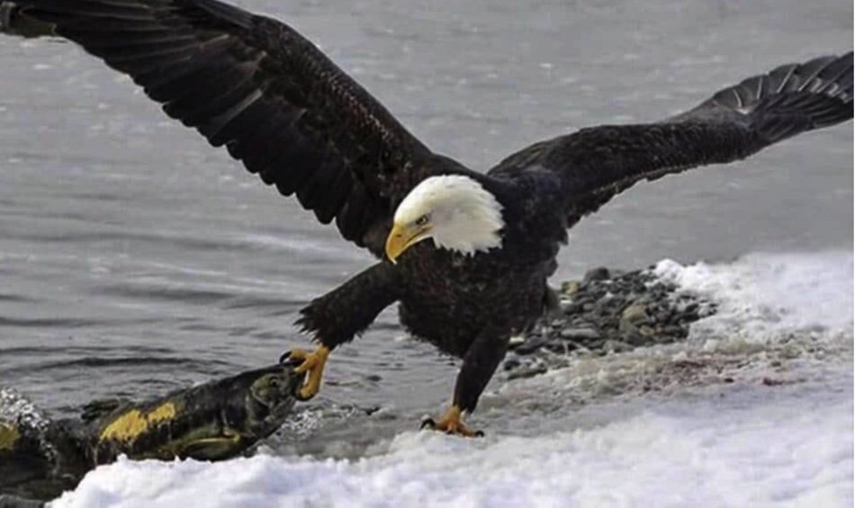 bald eagles pulling in salmon (not mine).jpg