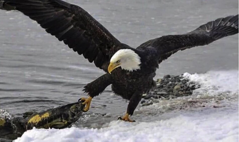 bald+eagles+pulling+in+salmon+(not+mine).jpg