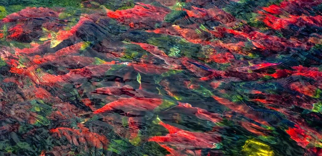 spawning+red+salmon.jpg
