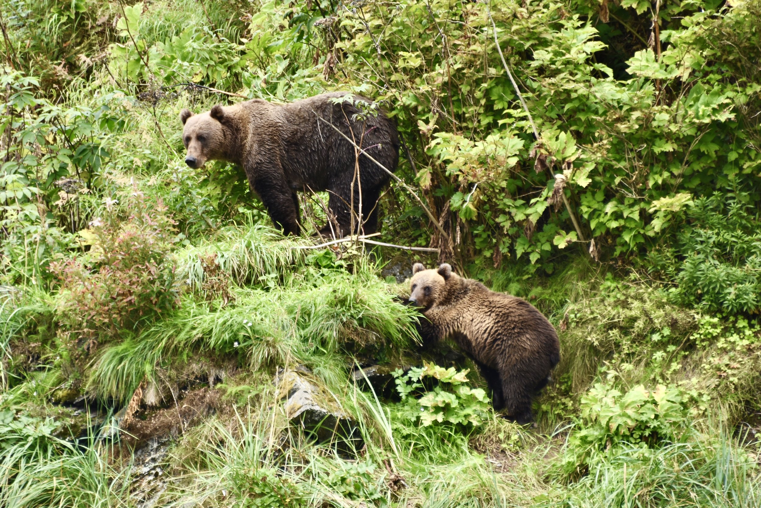 HIWW 2022 mama bear+cub.jpg