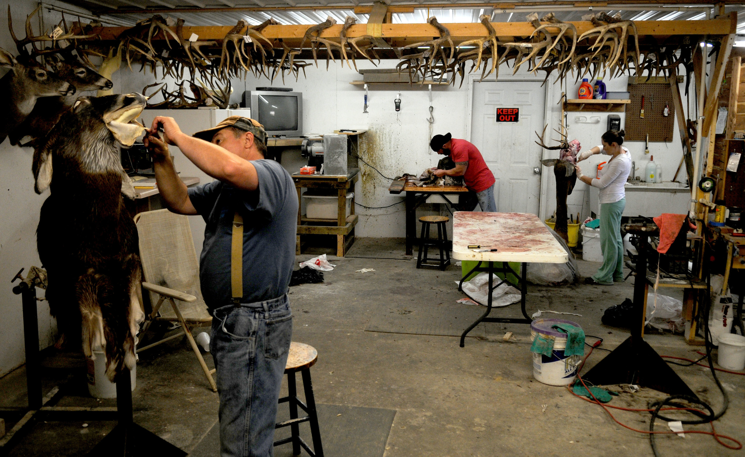  Jim McIntosh (right) works on a deer mount in his Morgantown, Kentucky, taxidermy shop on Wednesday, November fourteenth. Since business is growing, he hired his son, Travis (middle) two months ago to work part time and his daughter Janelle (right) 