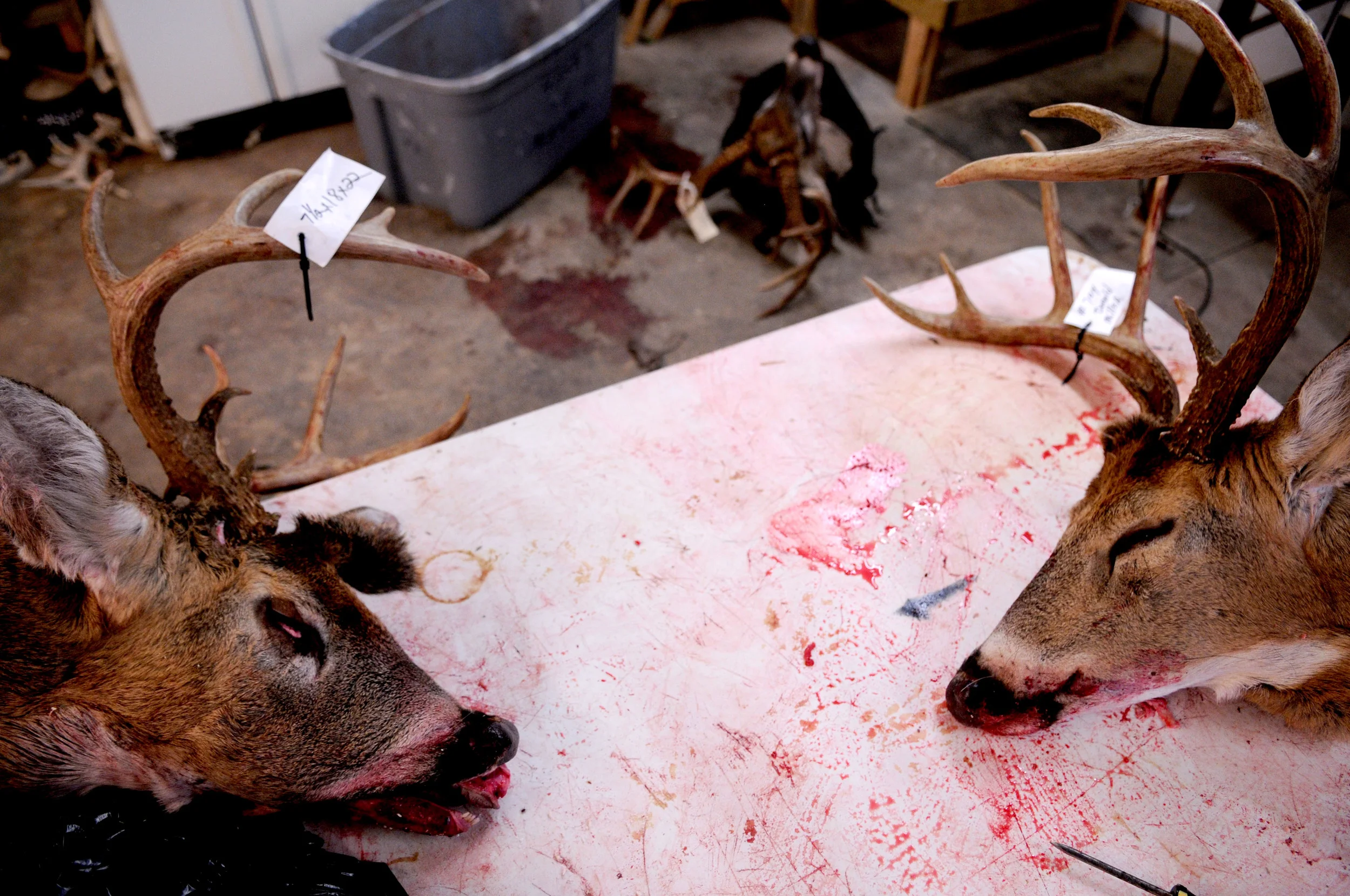 Sever tagged deer heads lay on a table in 'Jims New Life Taxidermy' waiting to be processed. The head will be skinned and the antlers cut off. The leftover meat and bone is often used as coyote bait by local farmers and hunters.