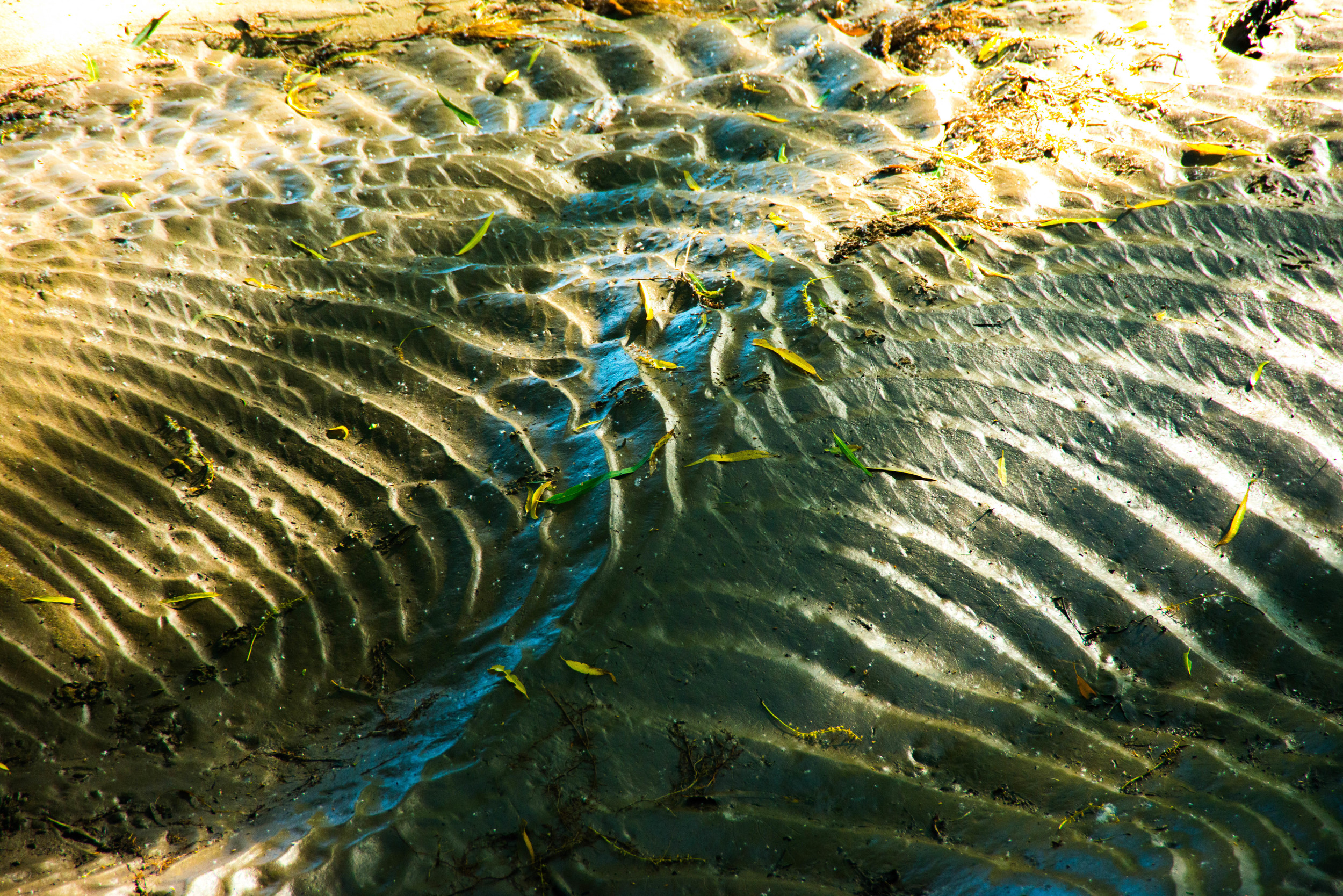 When they recede, the floodwaters of the Mississippi leave quite an interesting pattern in the mud banks along the shore.