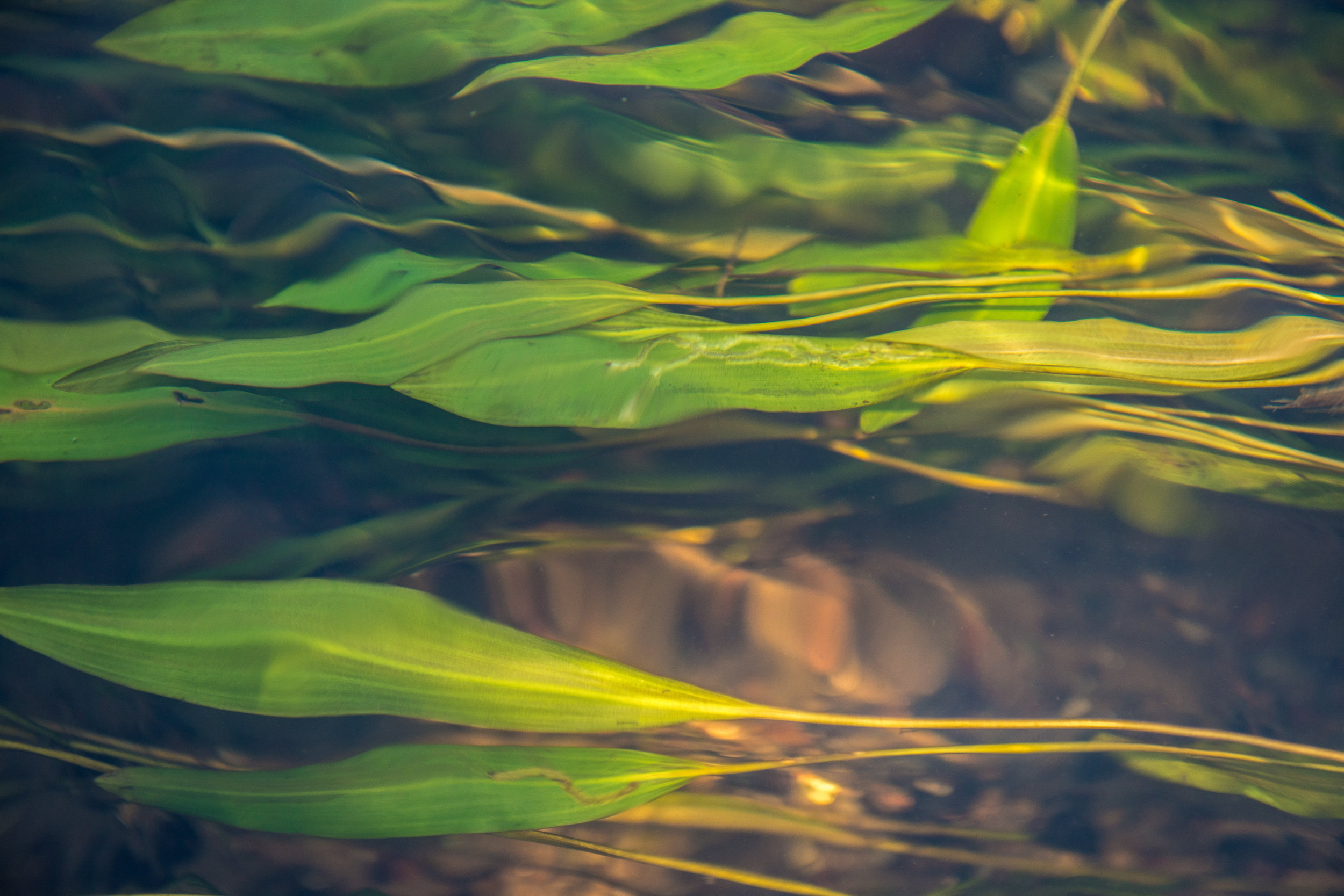  River vegetation could grow together in such dense areas that it would be so thick it would cause drag on your boat and could slow it down.  