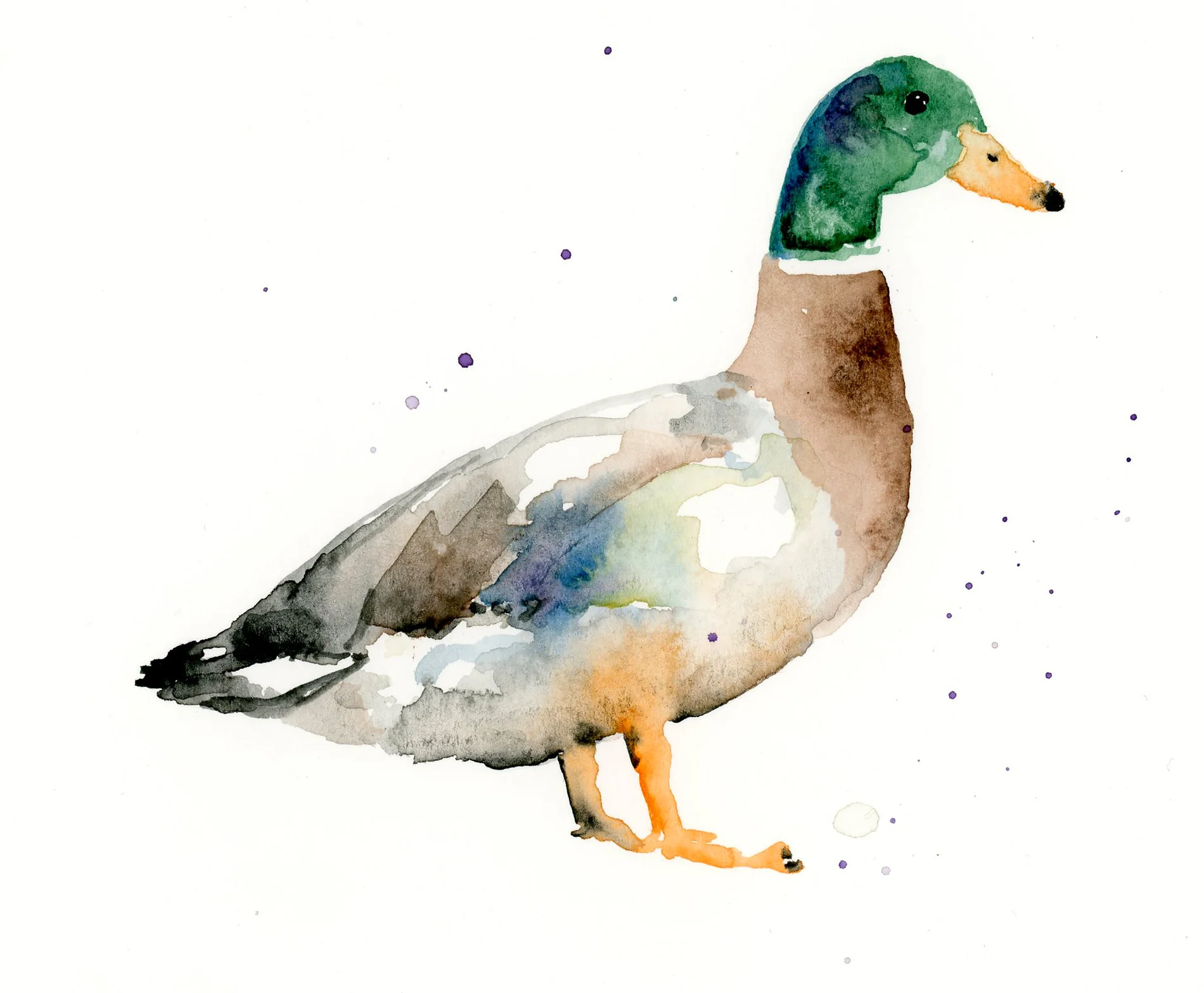 D_duck copy.jpg