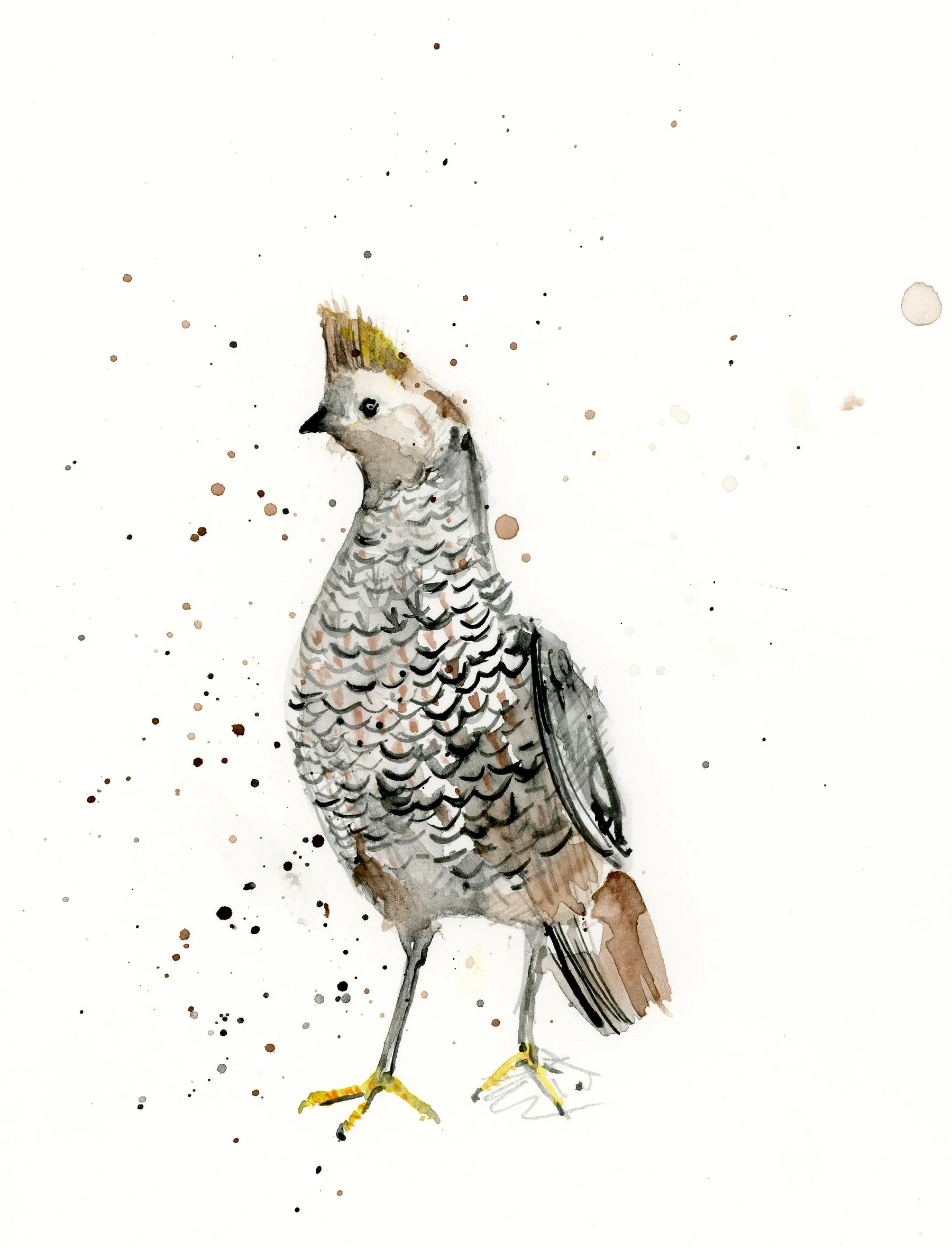 Q_quail.jpg