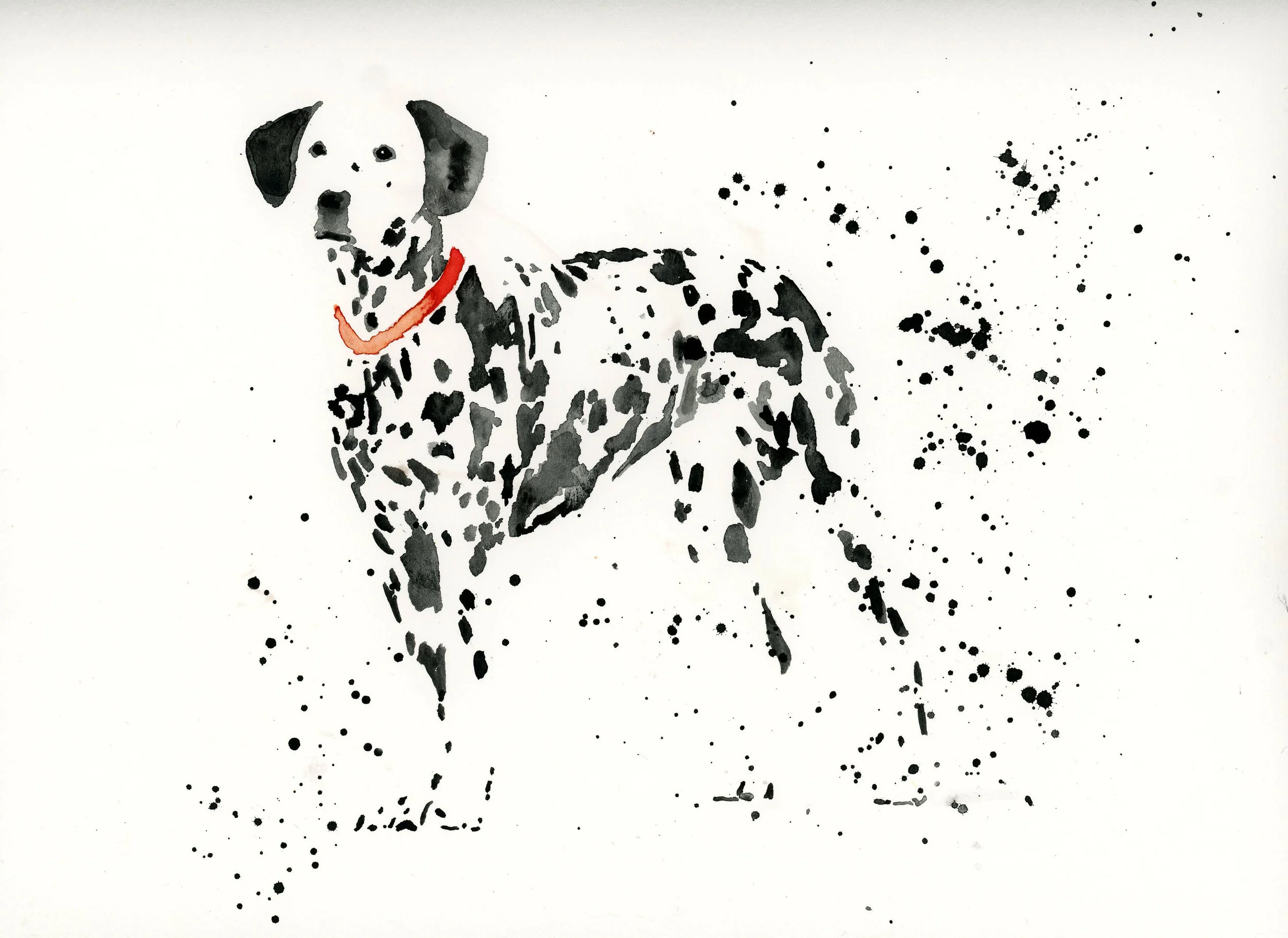 dalmation.jpg