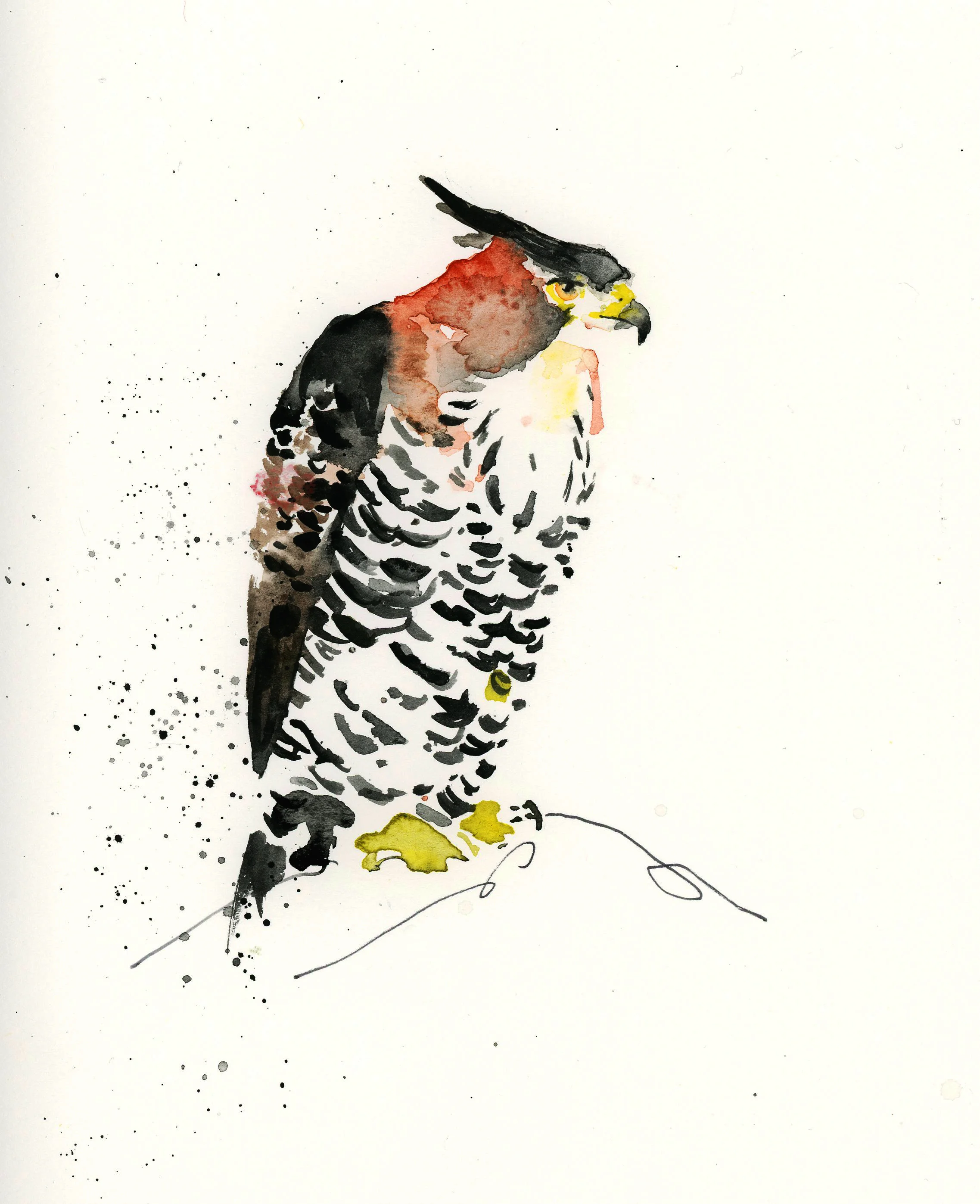 hawk.jpg