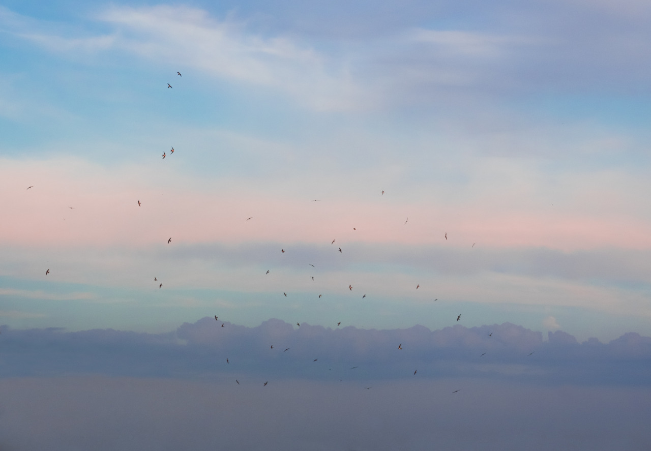 Pastel flight.