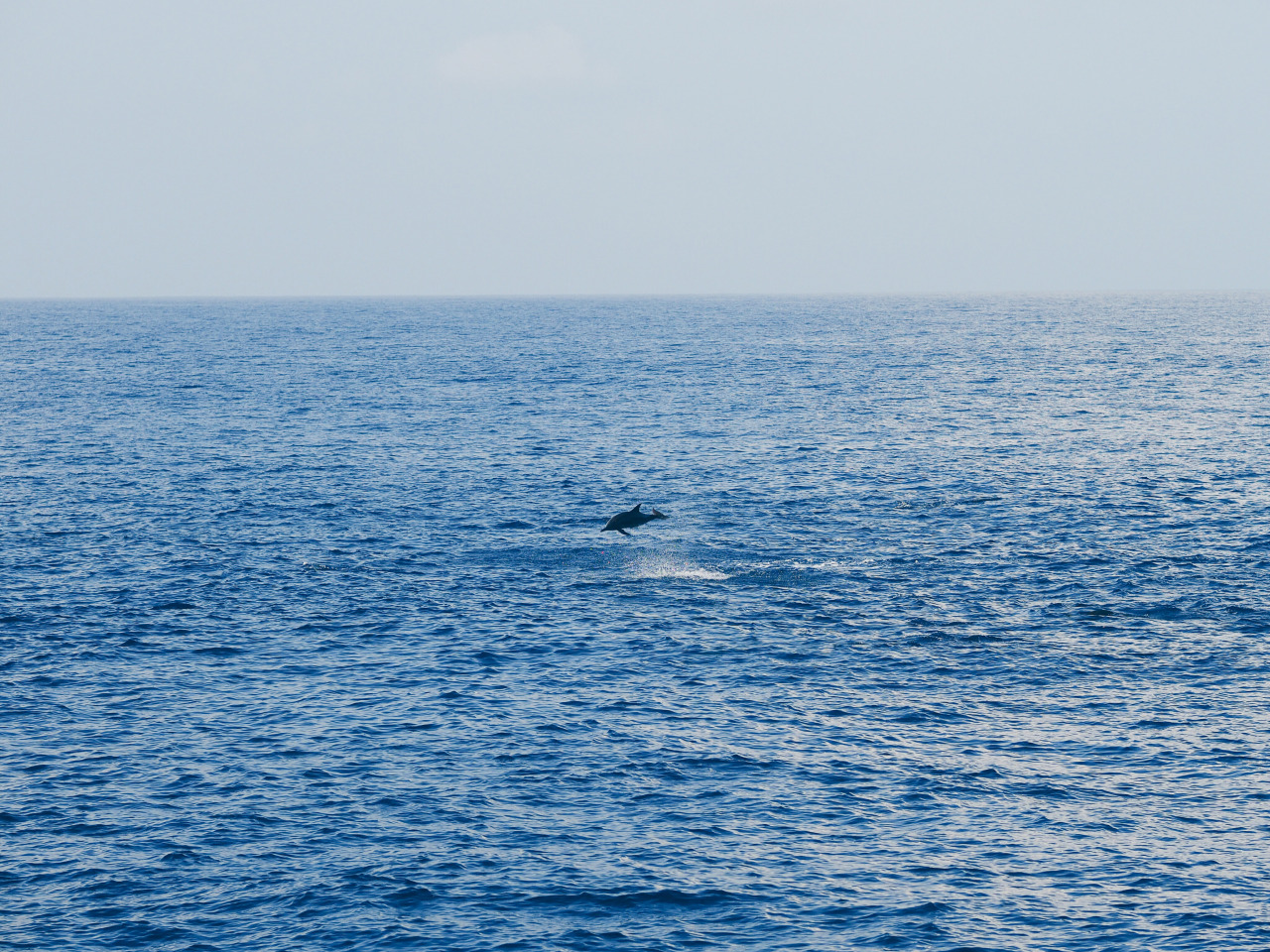 During my Sri Lankan journey a dolphin wakes me up from my boat nap. Happy to trade my alarm clock for this any day.