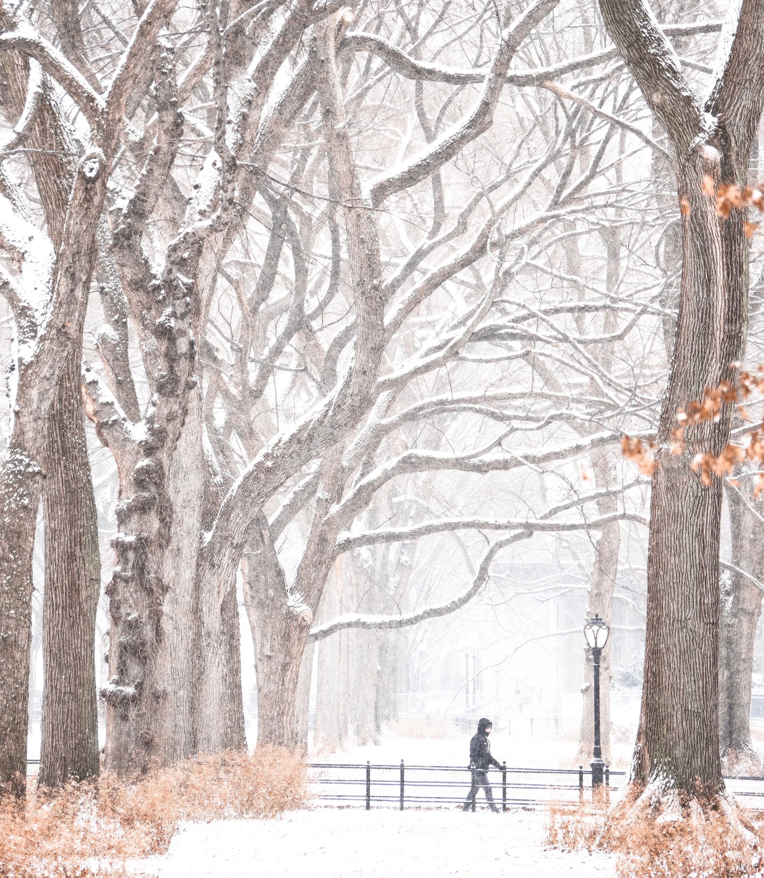 Snow Trail