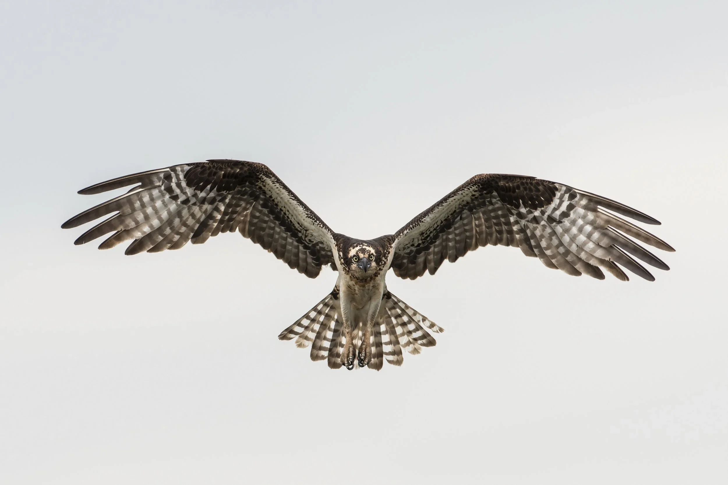 Osprey soaring with outstretched wings, the symbol of Awesome Life