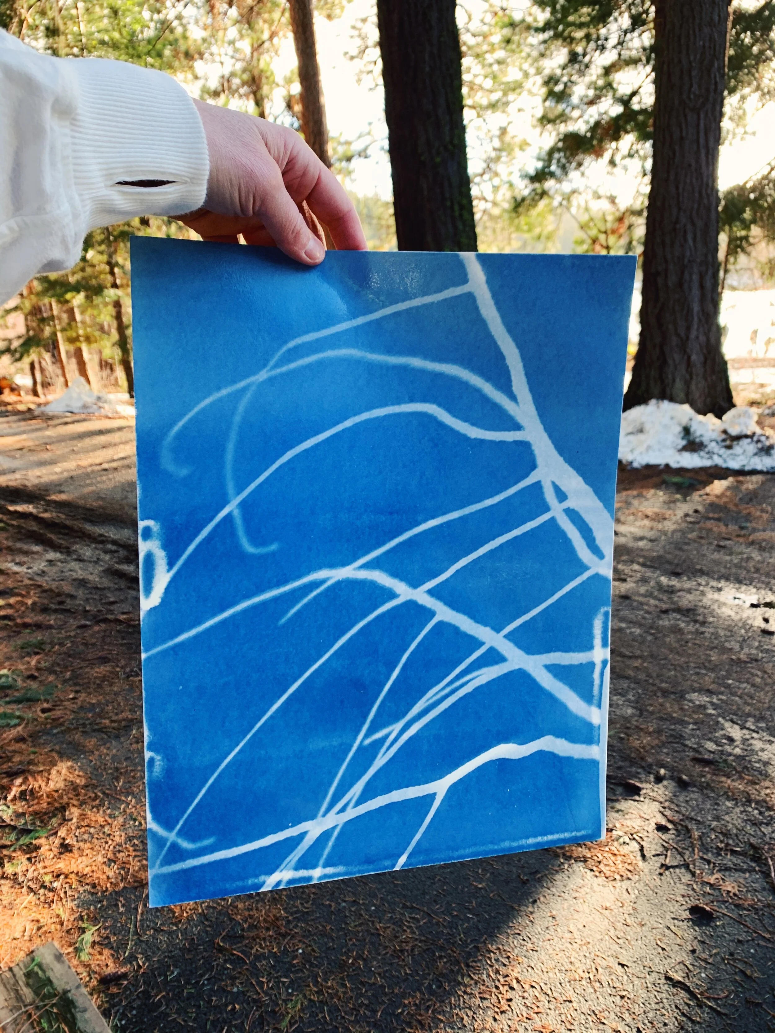 EmilyEisenhart-SuttleLodge-Cyanotypes-15.JPG