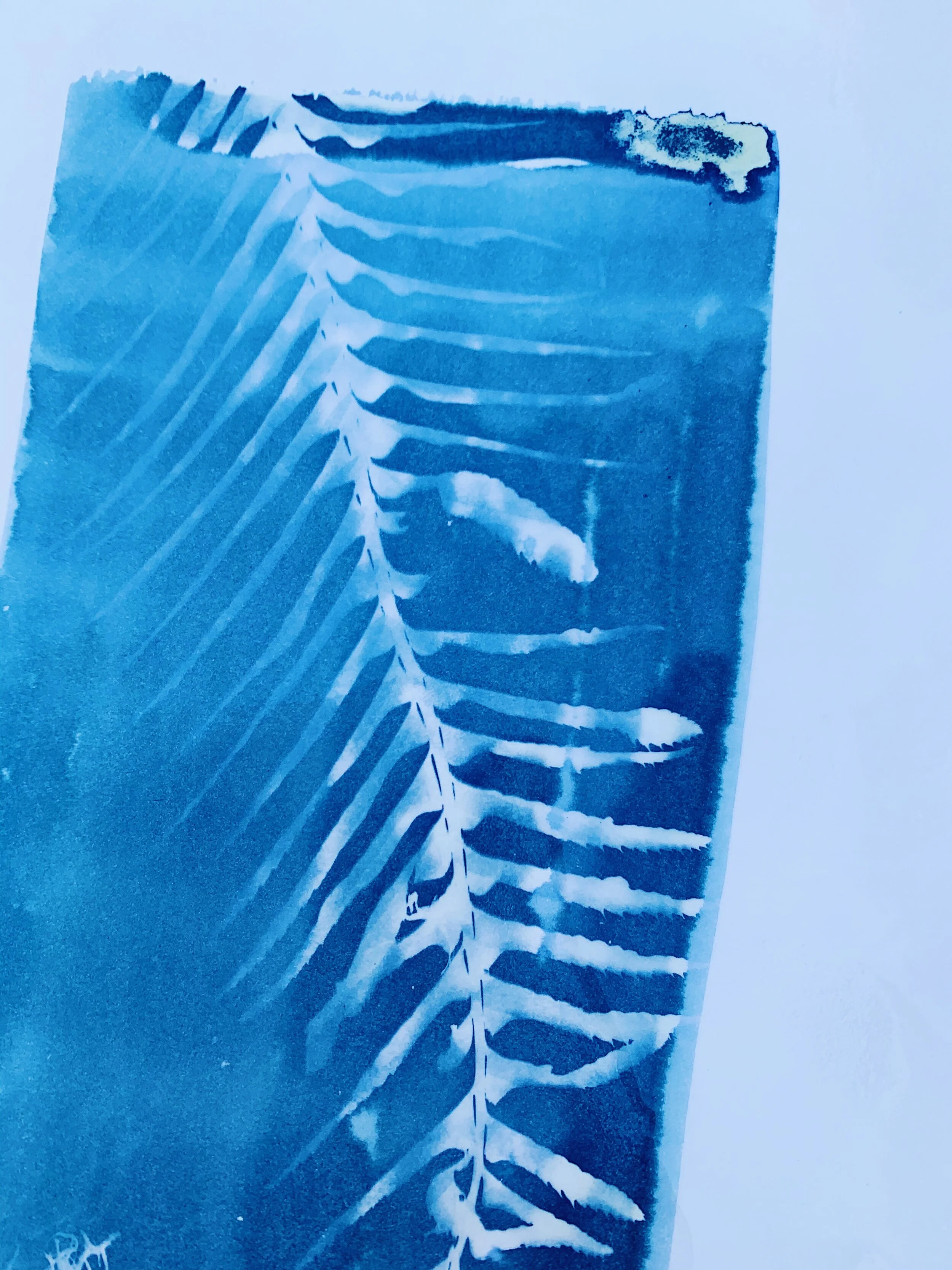 EmilyEisenhart-SuttleLodge-Cyanotypes-9.JPG