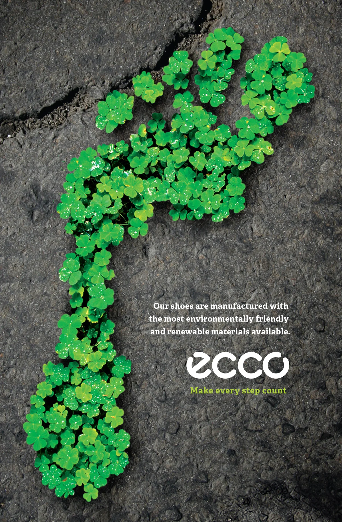 Ecco_Clover.jpg