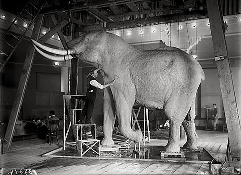 Figure 2. Carl Akeley, shotcrete used in taxidermied elephant.