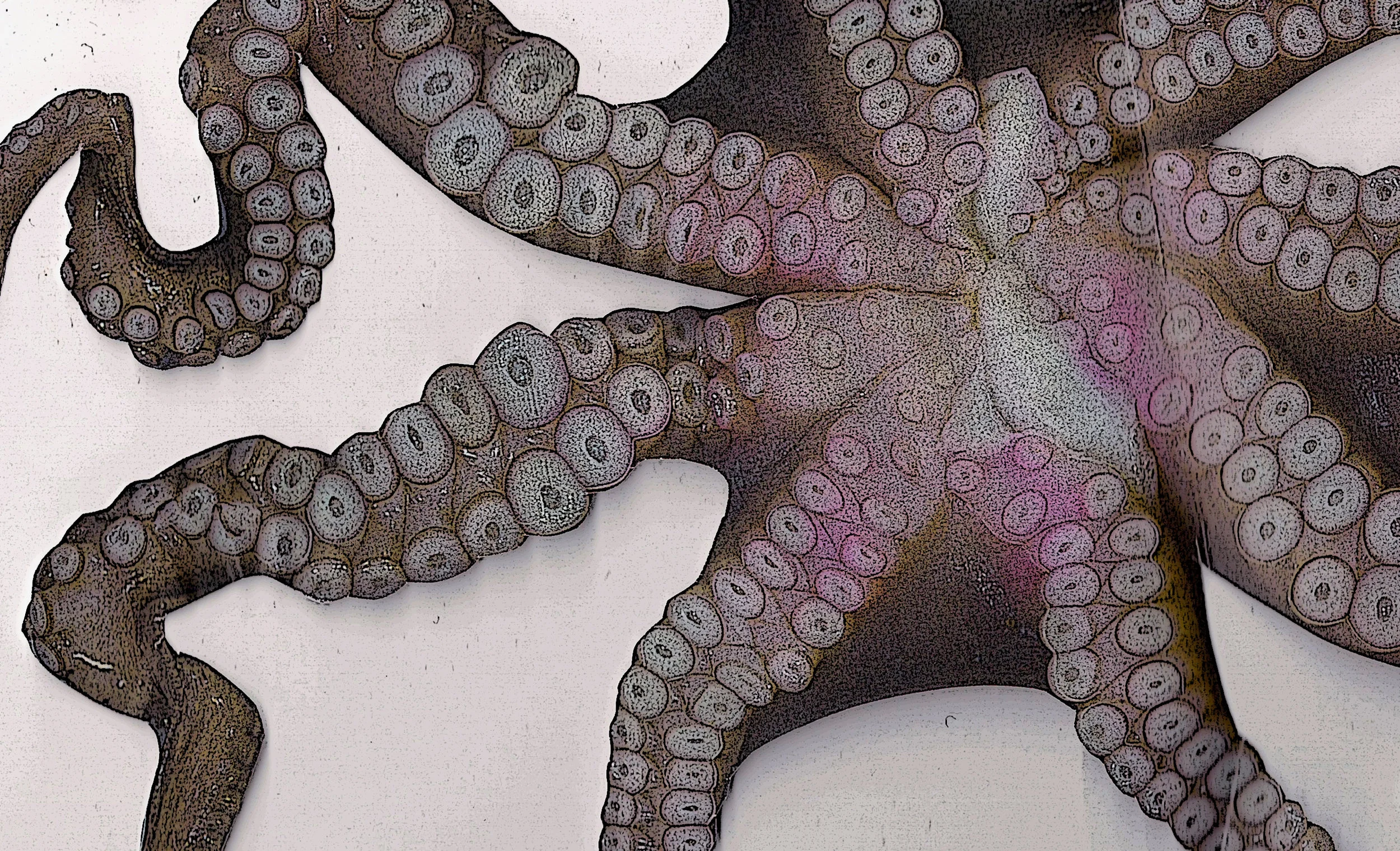 octo1.jpg