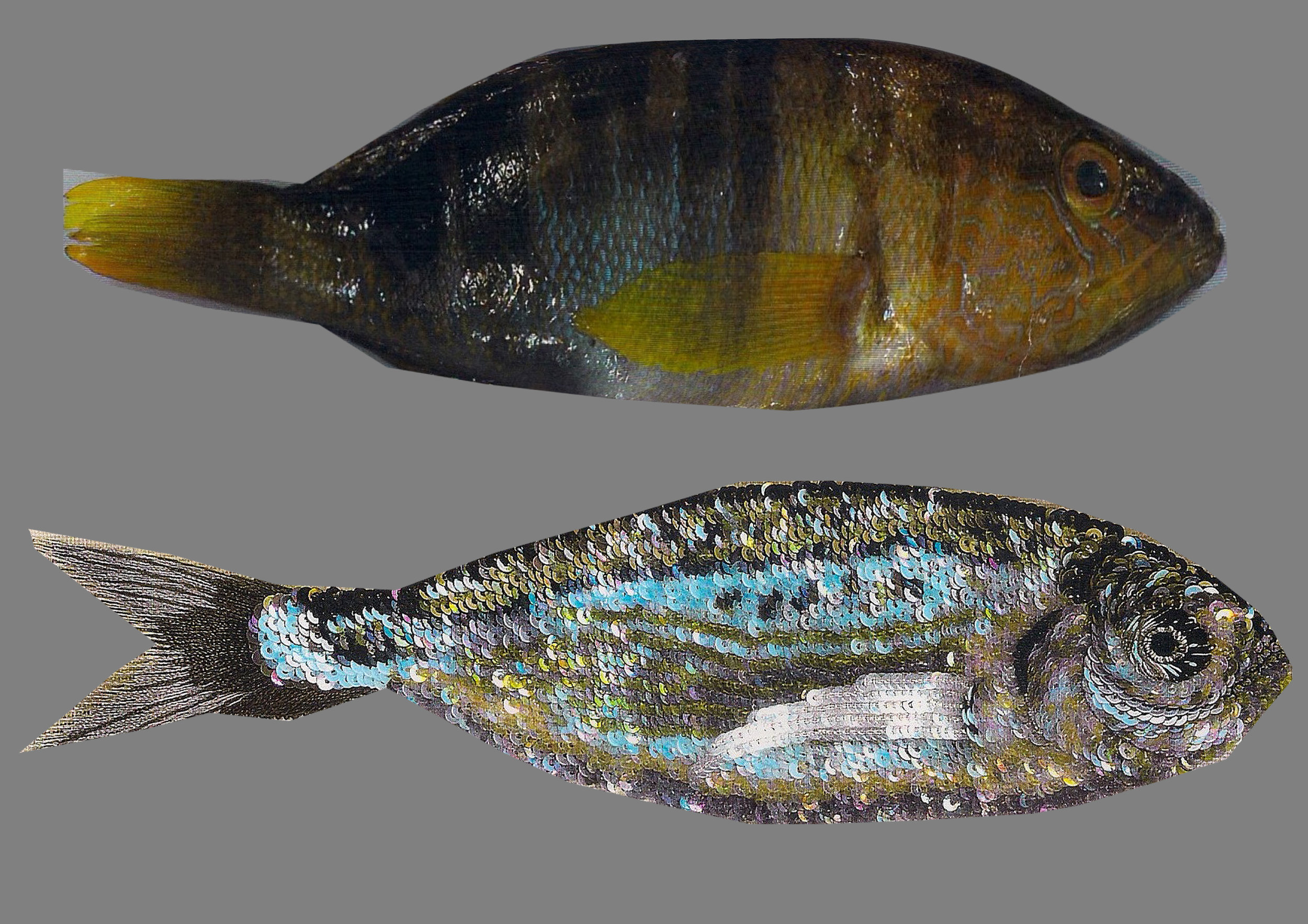 fish3.jpg