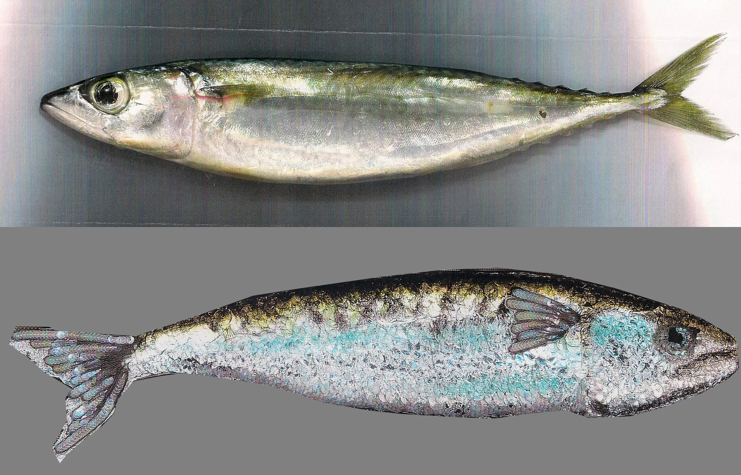 fish2.jpg
