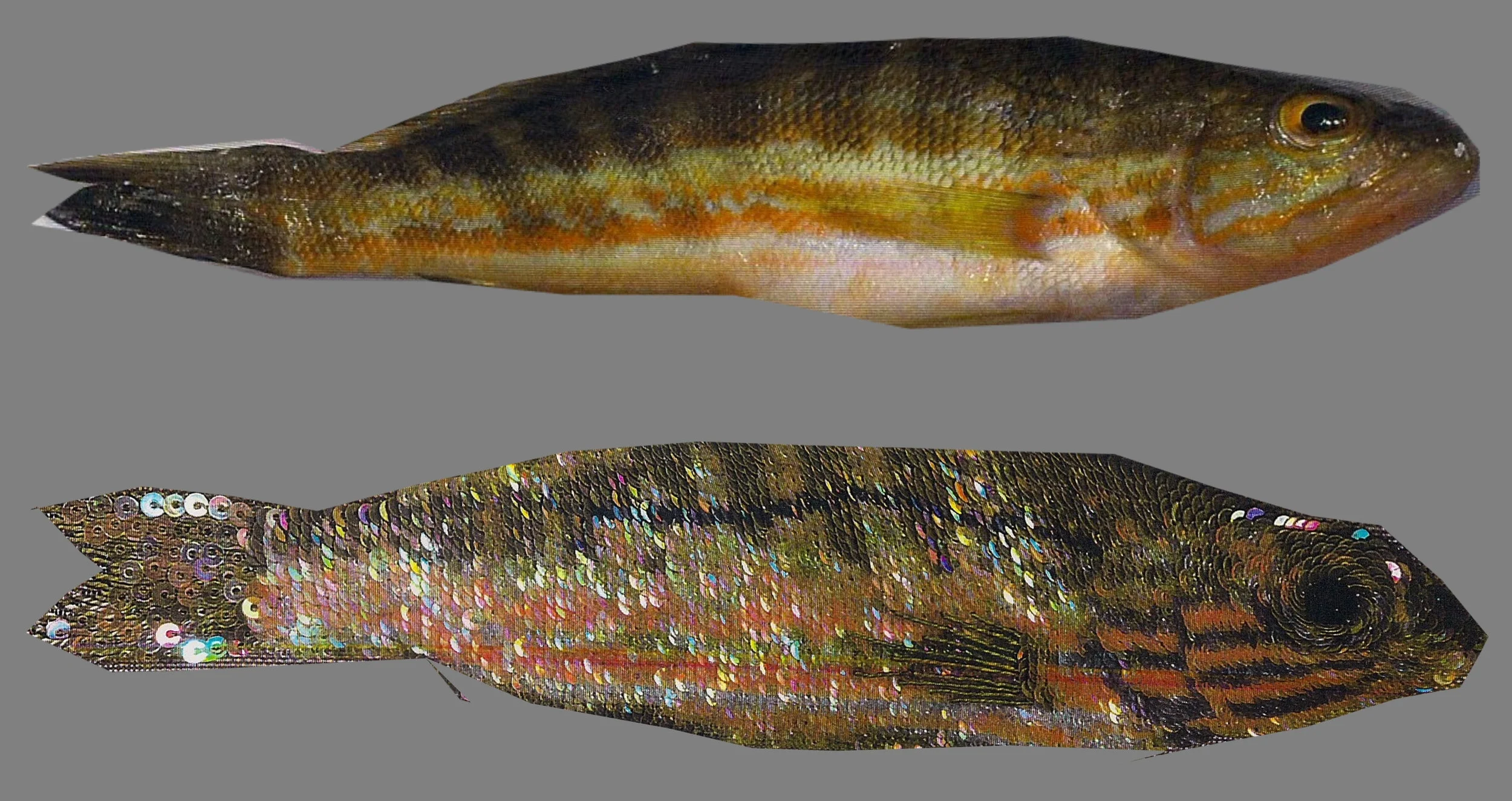 fish6.jpg