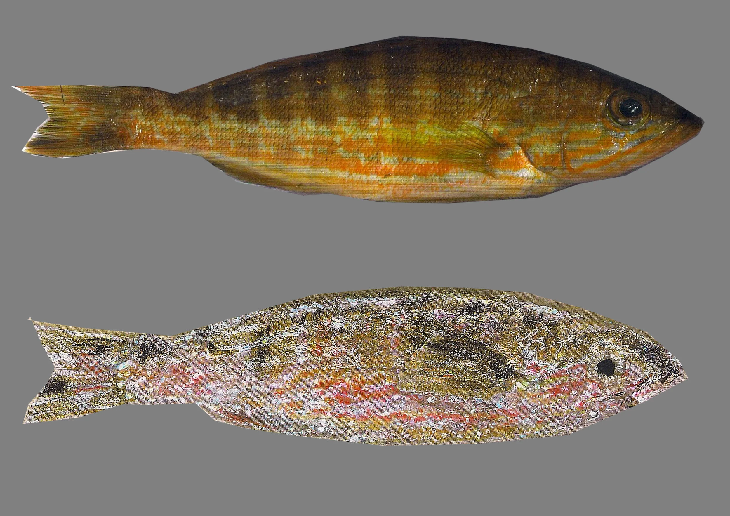 fish1.jpg