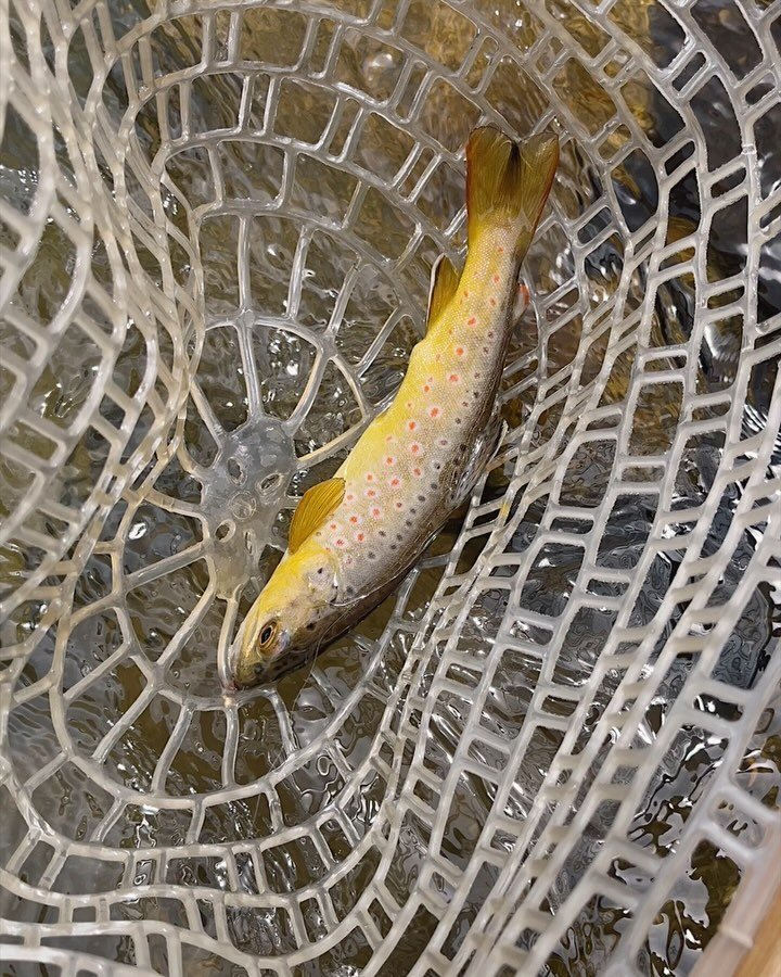 MY ✨FIRST ✨FISH 

Caught my first ever fish out on the Owens this weekend with @alexiaberrou &amp; @usal.project !!! 

Thanks @sydferrin @samreese_now for teaching me the beautiful, meditative dance of fly fishing- sure to become a lifelong practice.