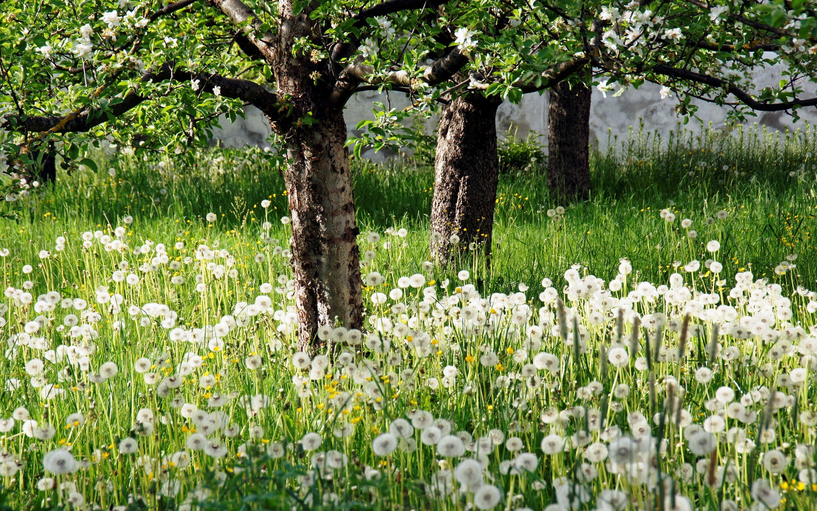 white_flower_garden_and_trees-1680x1050.jpg