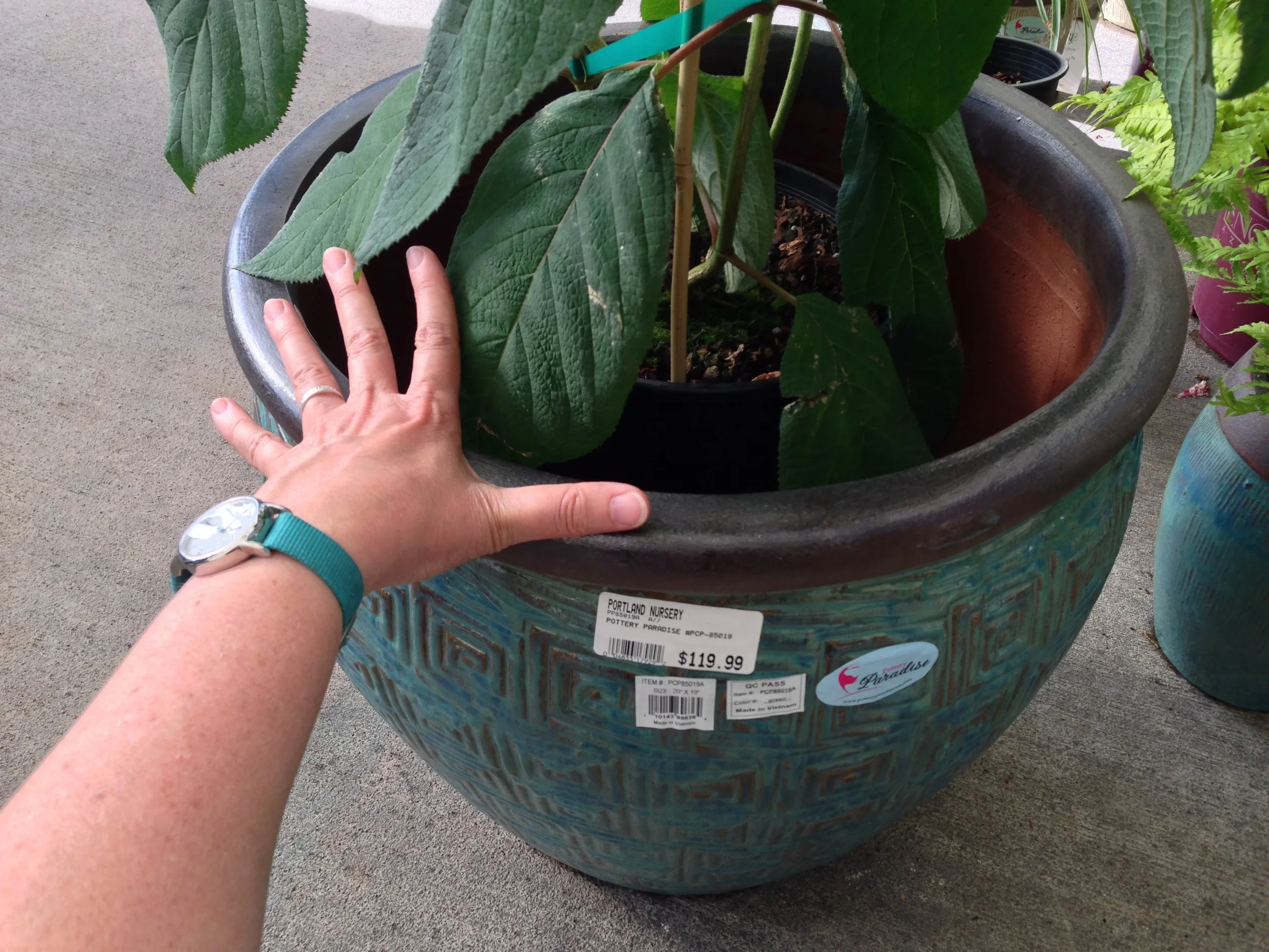 container shopping, using photos for "notes." my hand spread is 8 inches, so i know this pot is 16-18" wide. with this photo I have a record of the price of the container, all its colors and form, and most importantly, its size.