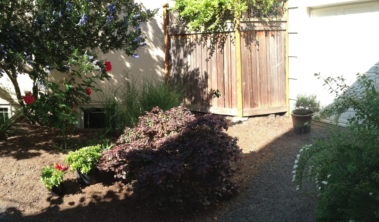AFTER plant removals. Purple-leaved Loropetalum remains (center), and is already looking more "comfortable." Honeysuckle vine has been trimmed up. dinky plants and Extra pots removed; only the healthy potted Rosemary remains.