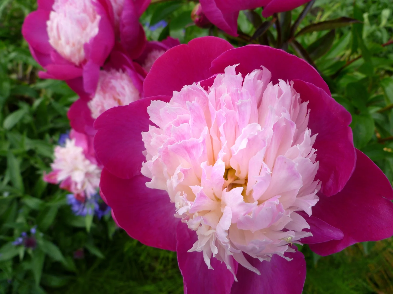 040 Peaonia Gay Paree in May, with blue Centaurea.JPG