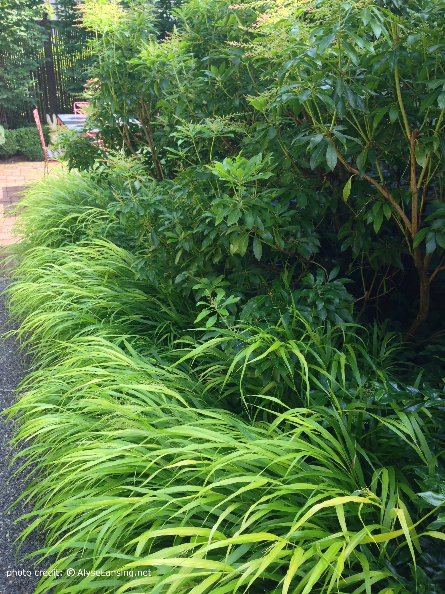 Hakonechloa macra 'All Gold' (Japanese Forest Grass) and Pieris.