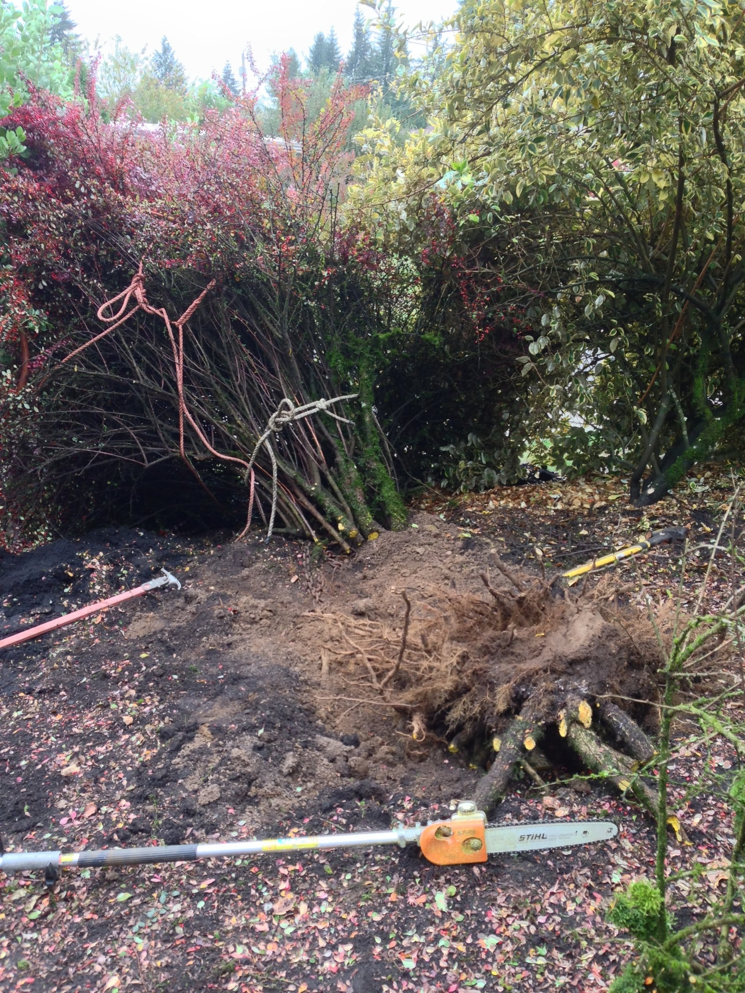 Crown roots are cut off, to prevent dragging a trail of dirt behind the truck.