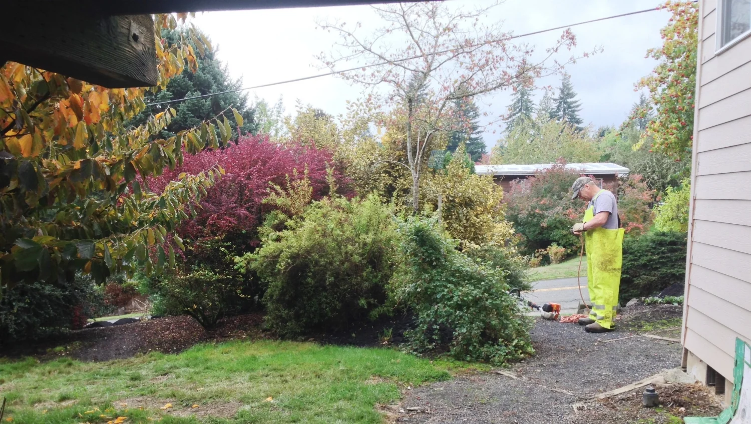 Another 'Before/During' shot of the overall area, before removals. Joe is preparing his ropes/chain for pulling out the bush with our truck.