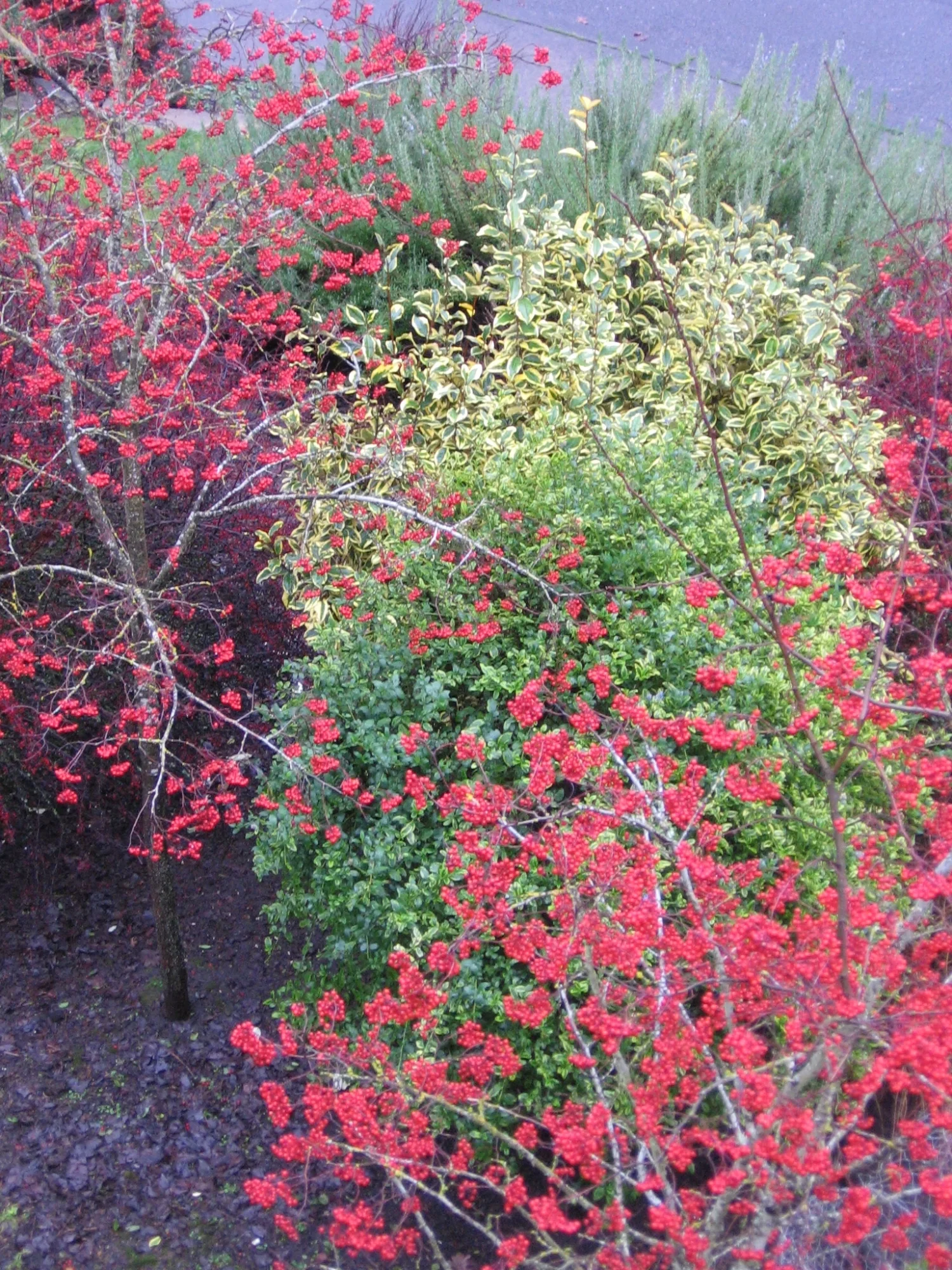 Red berries of Crataegus phaenopyrum (Washington Hawthorn). Planted here with yellow-and-green variegated evergreens Ceanothus 'El Dorado' and Elaeagnus ebbingei 'Gilt Edge'--a fantastic winter combination.