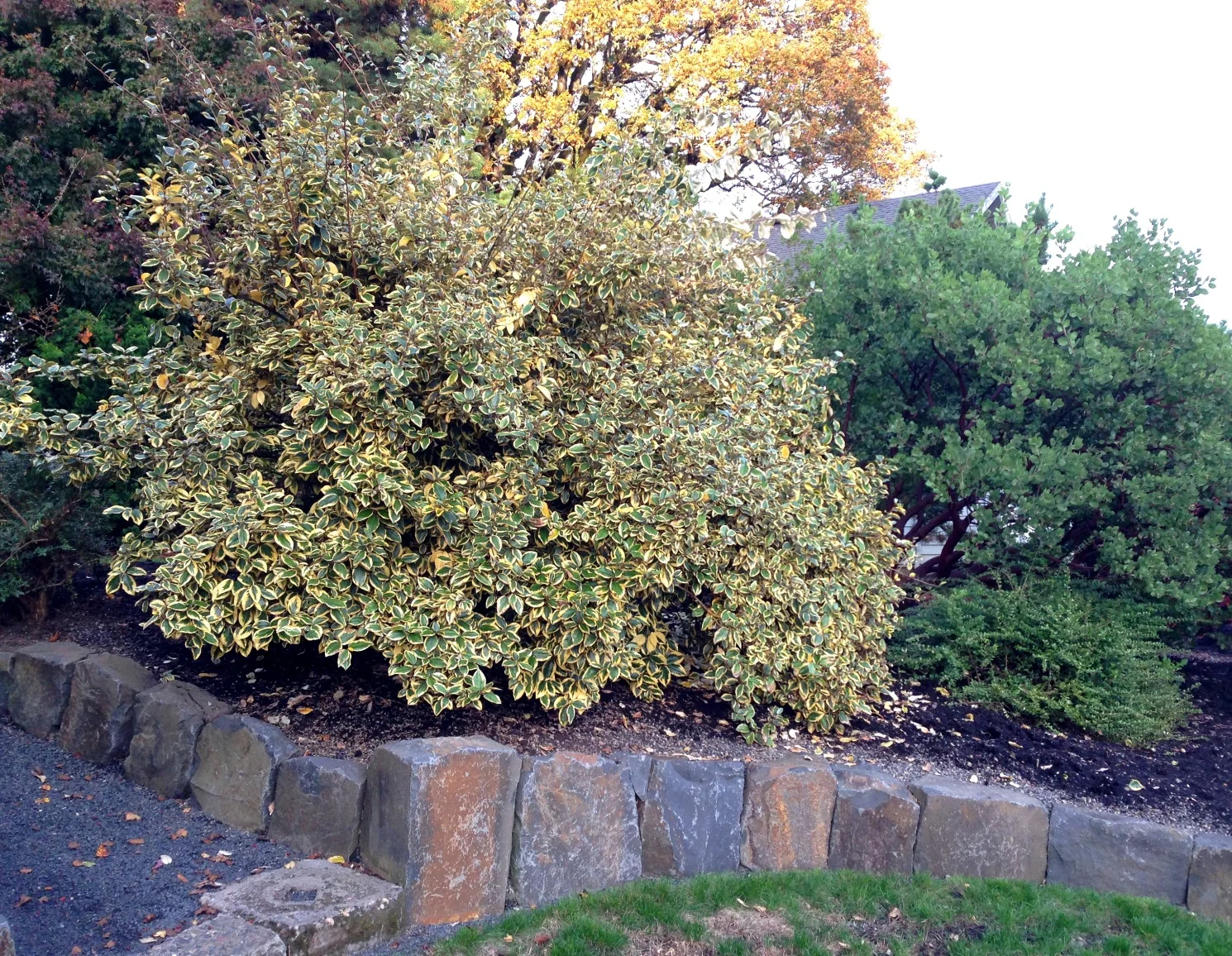 Elaeagnus 'Gilt Edge' after pruning in Fall 2016.