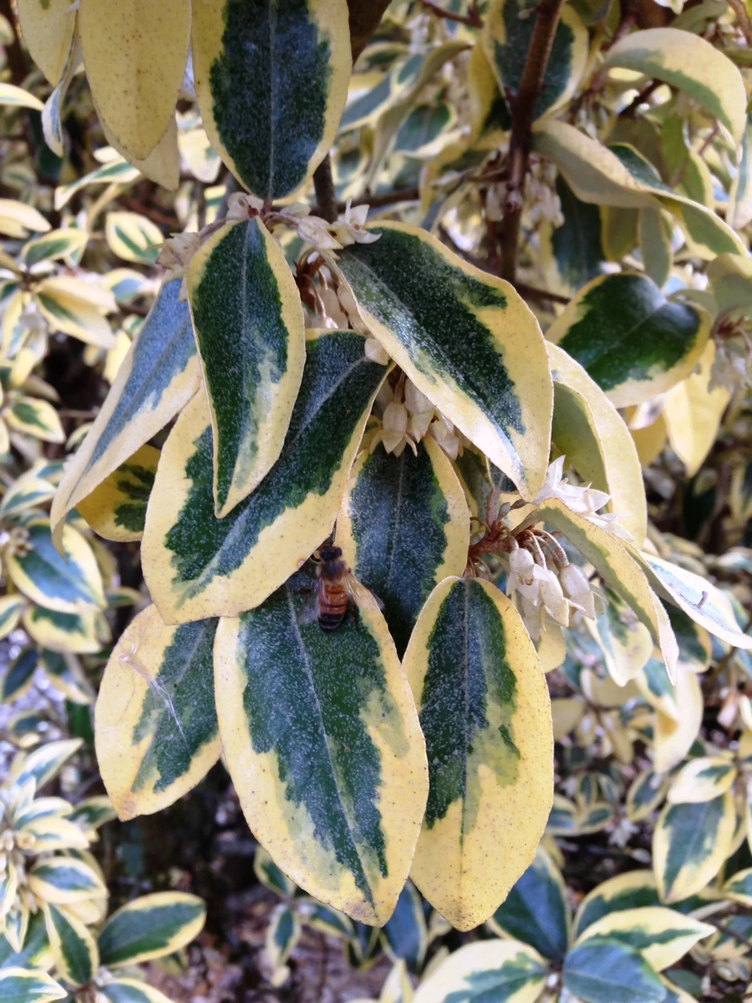 Fall pruning rewards Elaeagnus — Alyse Lansing Landscape Design, and