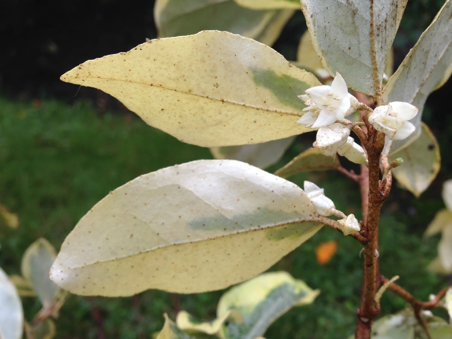 Elaeagnus 'Gilt Edge' flower under leaves, Oct 2016.