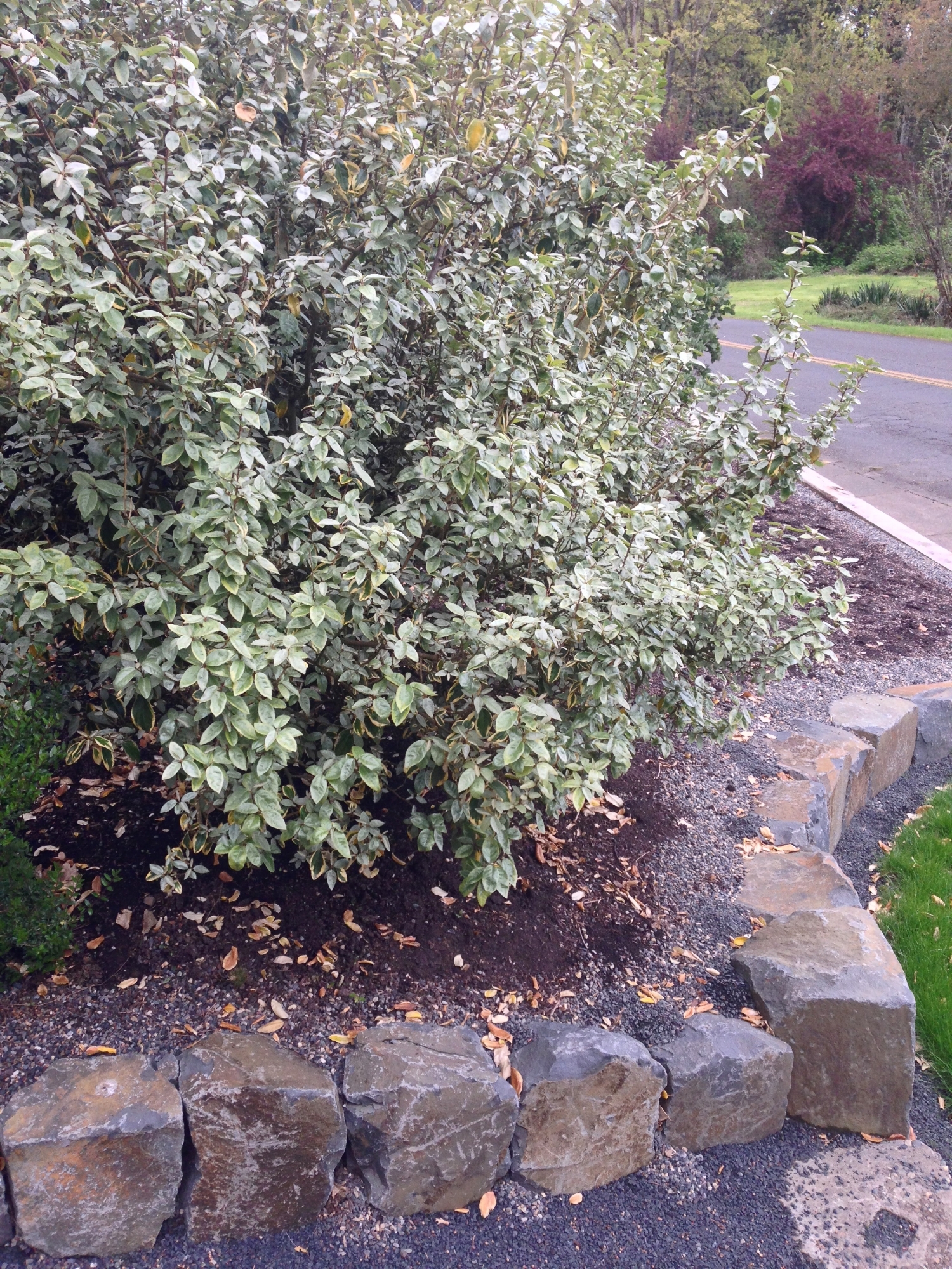 金边银莓，四月有银灰色的新叶子。