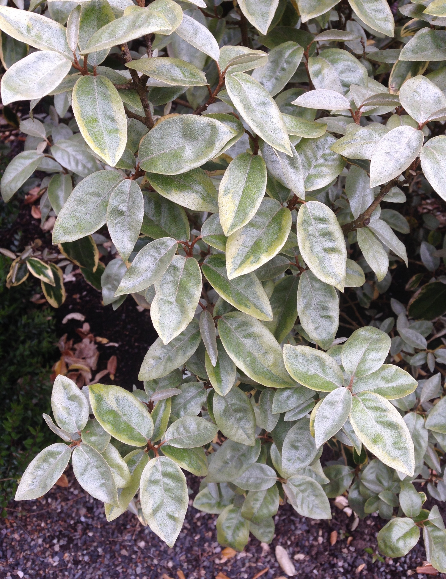 四月份的“镀金边缘”(Gilt Edge)，有银灰色的新生长。注意上一季新叶后面的叶色。