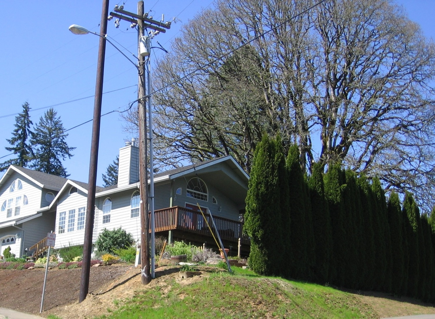 2007年4月6日。我邻居的房子里，那棵占了他们100英尺× 100英尺土地大部分的树。