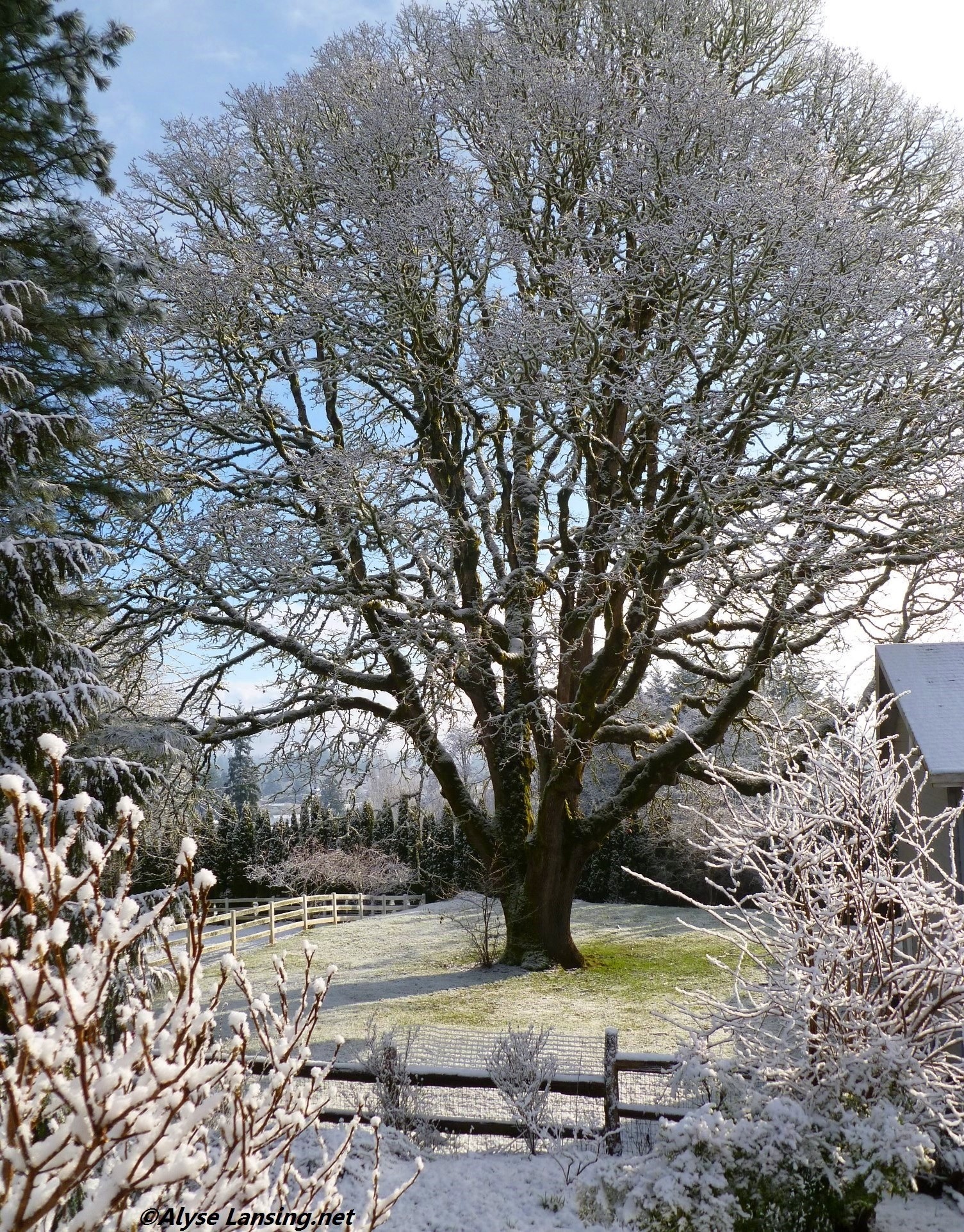 2011年2月24日带着一层薄薄的雪花。
