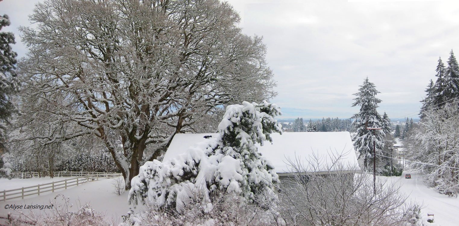 2008年12月23日这棵树在雪地里看起来美极了。