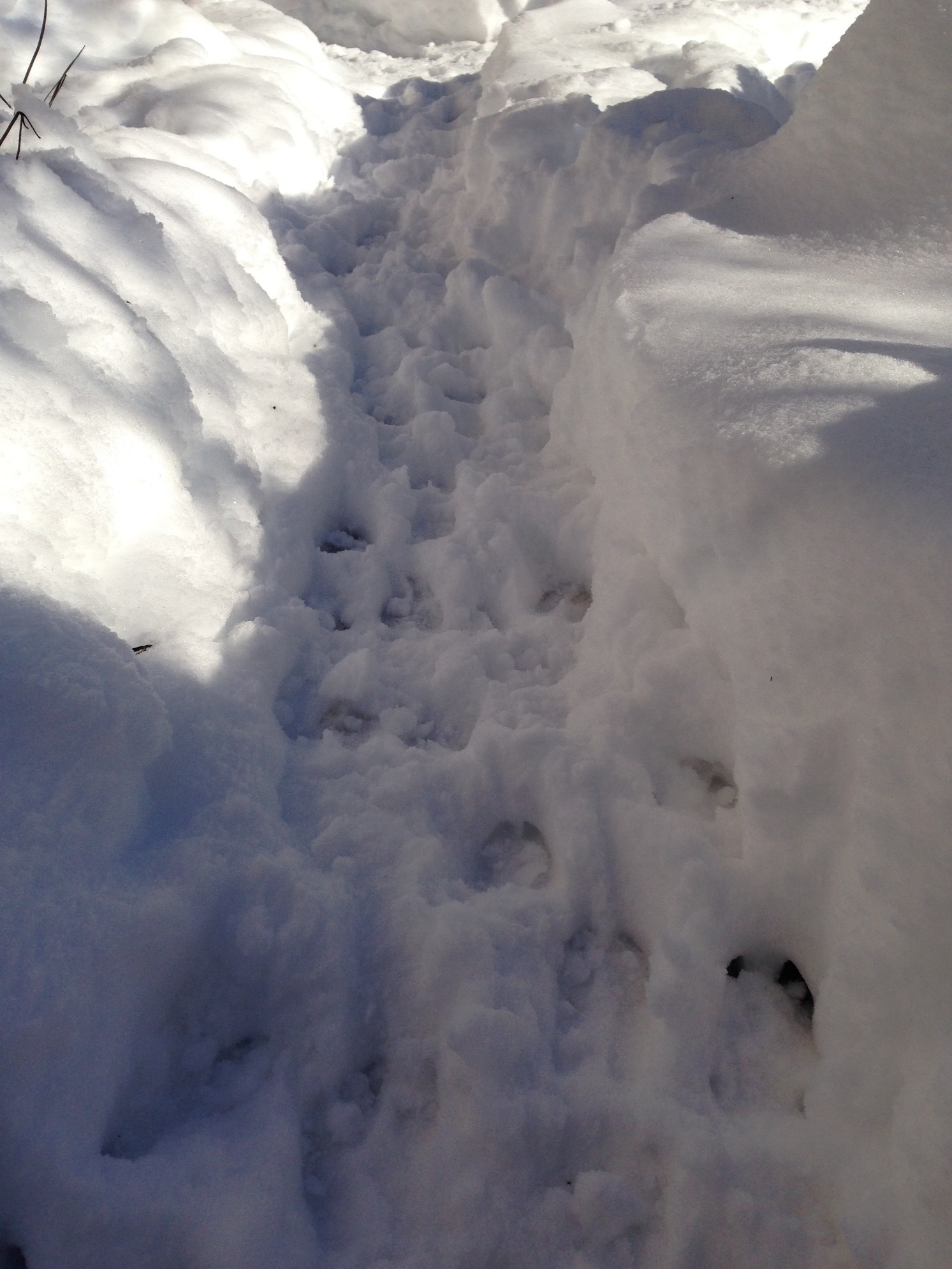 AlyseLansing_snowpath2
