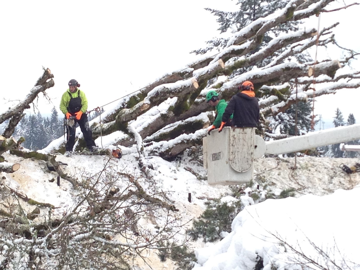 Oak part II - the tree crew — Alyse Lansing - Landscape Design, and ...