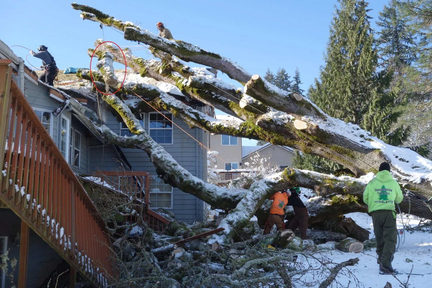 Oak part II - the tree crew — Alyse Lansing - Landscape Design, and ...